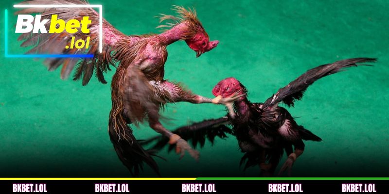 Condutas proibidas nos torneios de combate