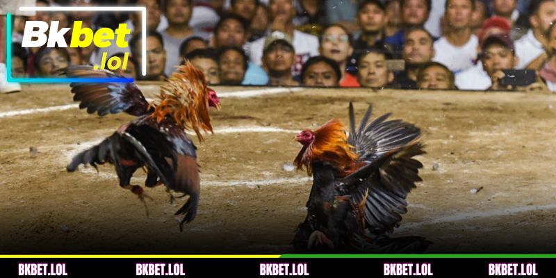 Diversas formas de lutas de aves disponíveis na BKBET