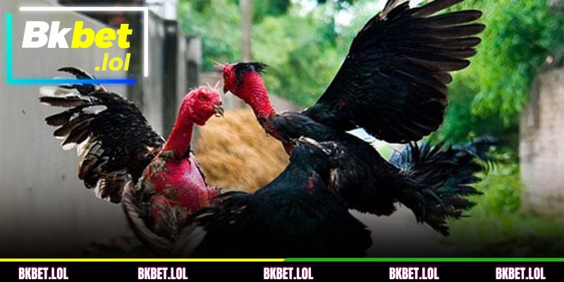 Erros comuns na criação e cuidados com galos de briga