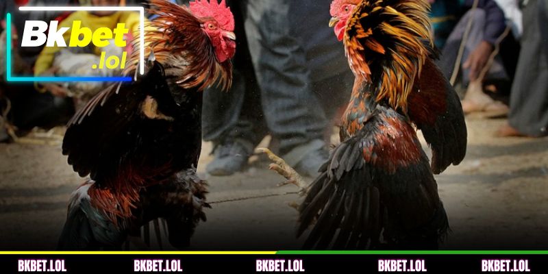 Experiência necessária ao jogar no BKBET