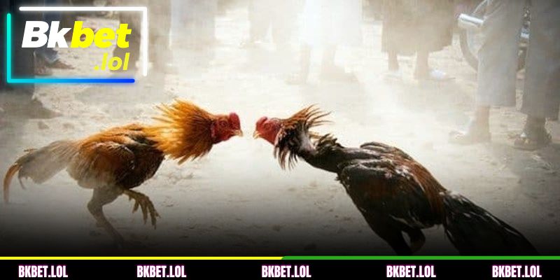 Informações sobre a arena de galos legalizada na BKBET