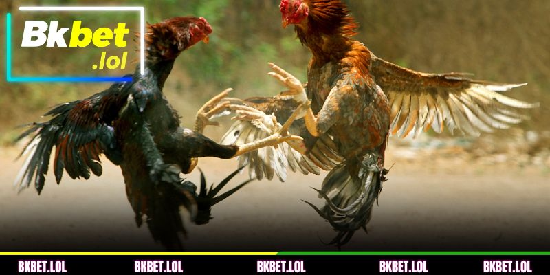 Introdução sobre a categoria de Galos BKBET