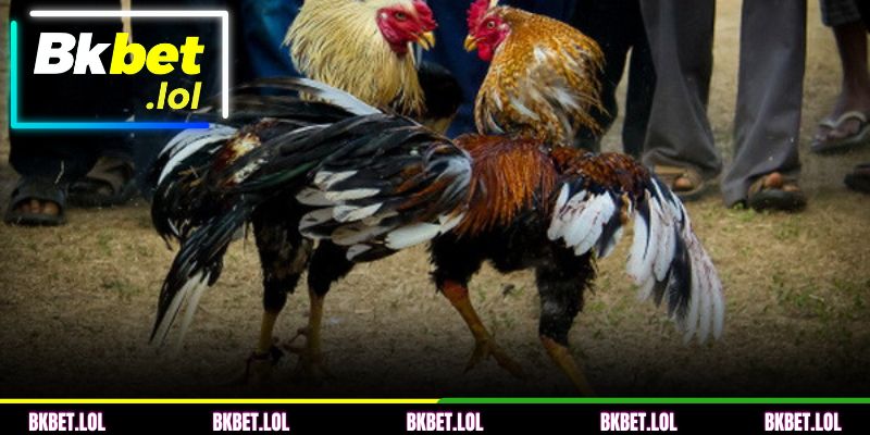 Modelos de arena de galos legalizada no Vietnã