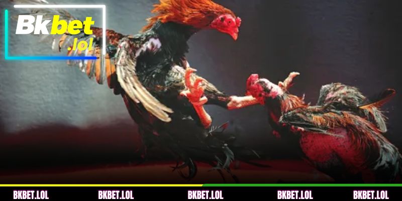 O que é a Briga de galo com esporas de aço na BKBET?