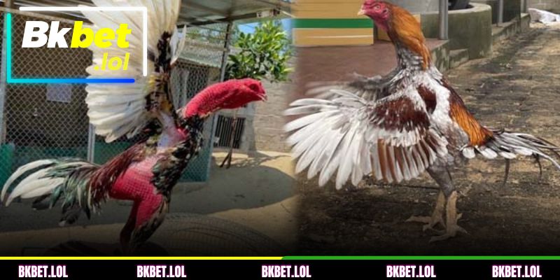 Origem da modalidade de Briga de galo de combate