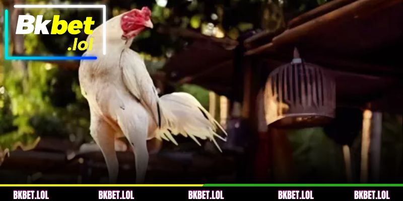 Por que aprender técnicas de criação de galos de briga?