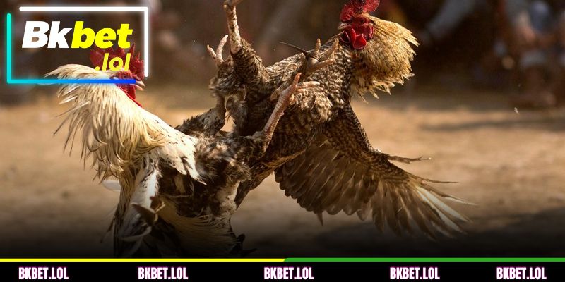 Regras da competição na BKBET