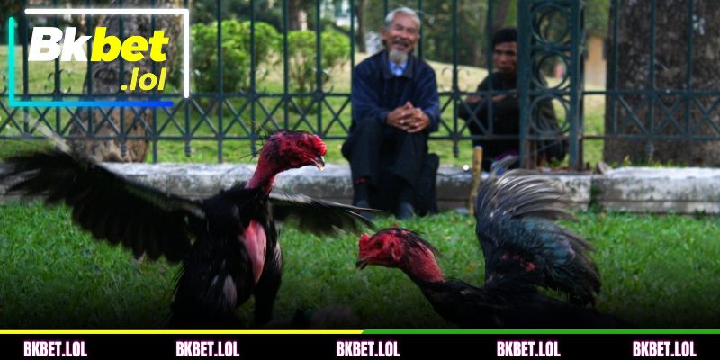 Regras detalhadas que os iniciantes precisam dominar