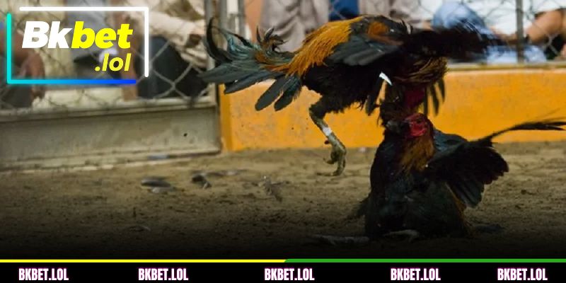 Regras essenciais para os apostadores