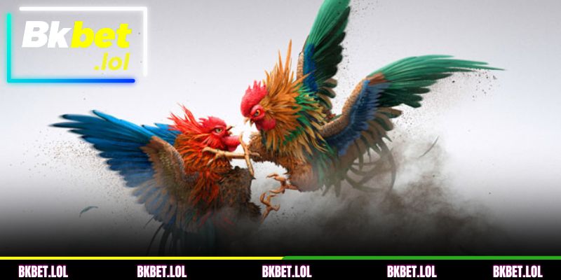 Visão geral sobre a Briga de galo Thomo no BKBET